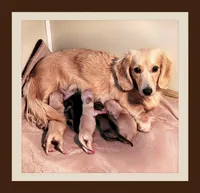 Denim, a male Dachshund for sale in Centre, AL – 3 of 6