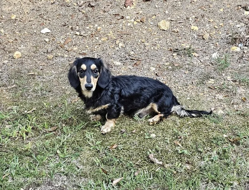 Jake – Dachshund, Miniature Dachshund puppy for sale in Centre, AL