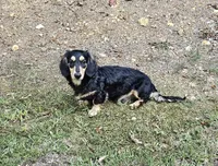 Jake, a male Dachshund and Miniature Dachshund for sale in Centre, AL – Photo 1 of 4