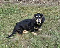 Jake, a male Dachshund and Miniature Dachshund for sale in Centre, AL – Photo 2 of 4
