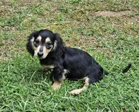 Jake, a male Dachshund and Miniature Dachshund for sale in Centre, AL – Photo 4 of 4