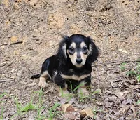 Jake, a male Dachshund and Miniature Dachshund for sale in Centre, AL – Photo 3 of 4