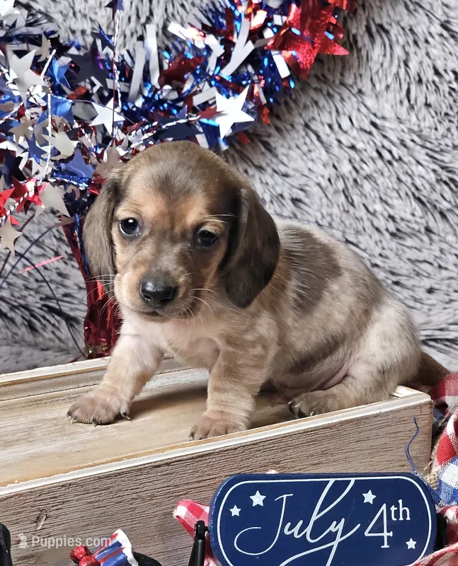 Riley – Miniature Dachshund puppy for sale in Centre, AL