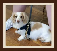 Indigo, a male Miniature Dachshund for sale in Centre, AL – Photo 7 of 8