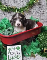 Indigo, a male Miniature Dachshund for sale in Centre, AL – Photo 4 of 8