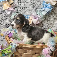 Indigo, a male Miniature Dachshund for sale in Centre, AL – Photo 2 of 8