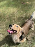 Indigo, a male Miniature Dachshund for sale in Centre, AL – Photo 6 of 8
