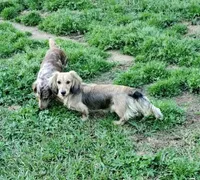 Indigo, a male Miniature Dachshund for sale in Centre, AL – Photo 5 of 8