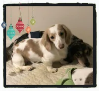 Indigo, a male Miniature Dachshund for sale in Centre, AL – Photo 8 of 8