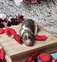 Indigo, a male Miniature Dachshund for sale in Centre, AL – Photo 3 of 8