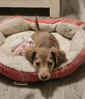 Jax, a male Miniature Dachshund for sale in Centre, AL – 7 of 8