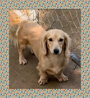 Denim, a male Dachshund for sale in Centre, AL – 4 of 6