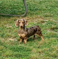 Rocky, a male Dachshund for sale in Centre, AL – 6 of 7