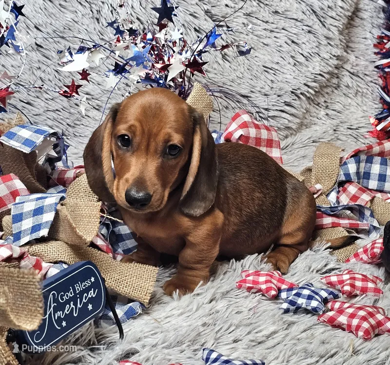 Oscar – Miniature Dachshund puppy for sale in Centre, AL