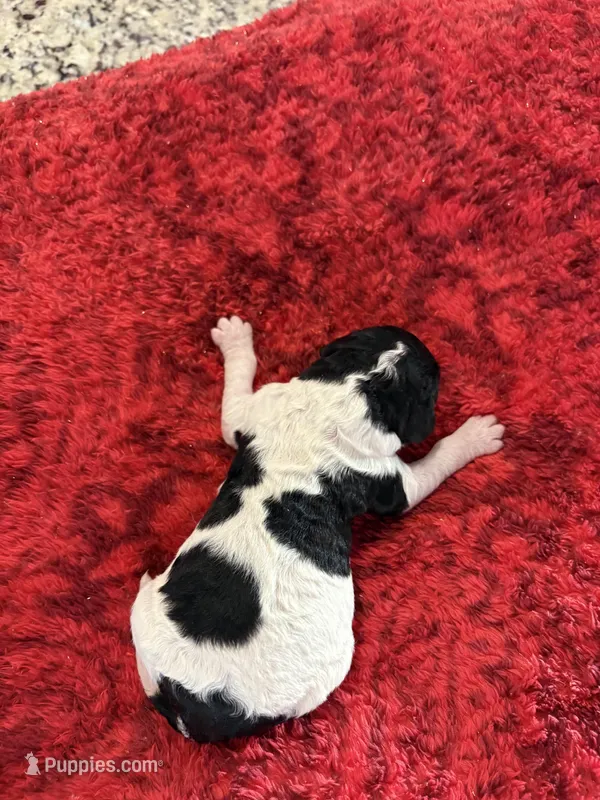 Daisy – Goldendoodle puppy for sale in Spring Hill, FL