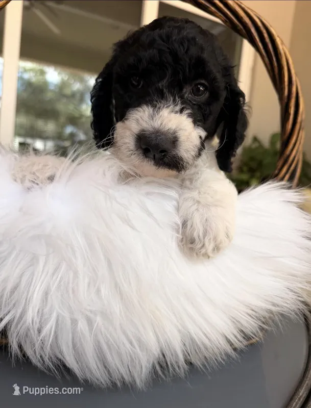 Daisy – Goldendoodle puppy for sale in Spring Hill, FL