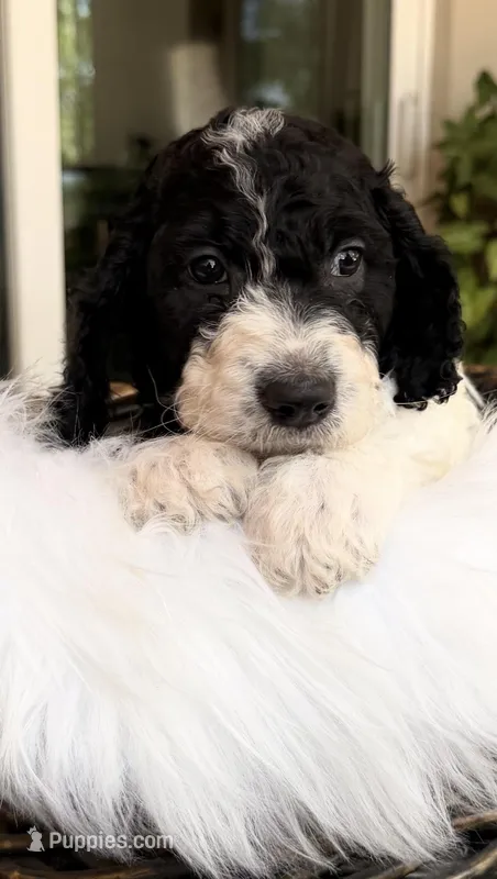 Bandit – Goldendoodle puppy for sale in Spring Hill, FL