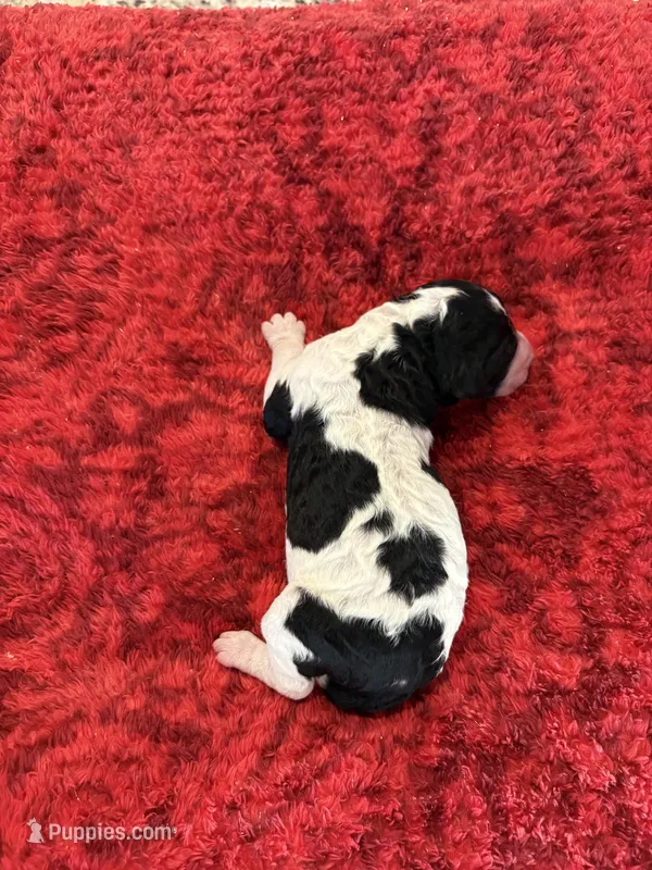 Bandit – Goldendoodle puppy for sale in Spring Hill, FL