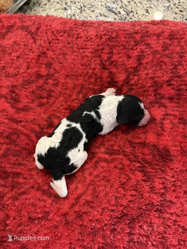 Domino – Goldendoodle puppy for sale in Spring Hill, FL