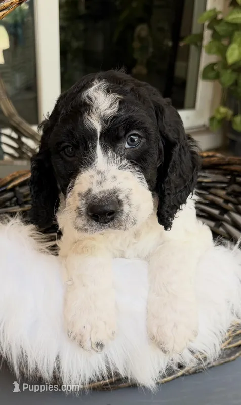 Domino – Goldendoodle puppy for sale in Spring Hill, FL