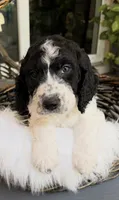 Freckles, a male Goldendoodle for sale in Spring Hill, FL – 2 of 4