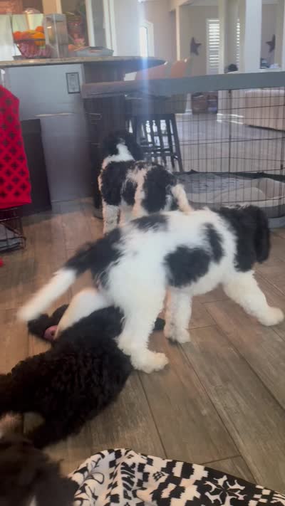 Charlie, a male Goldendoodle for sale in Spring Hill, FL – 5 of 6