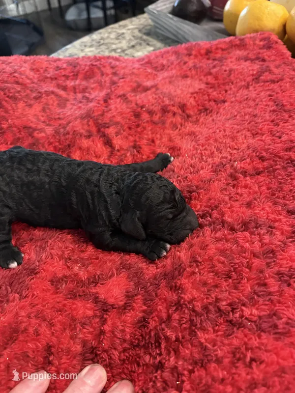 Pepper – Goldendoodle puppy for sale in Spring Hill, FL