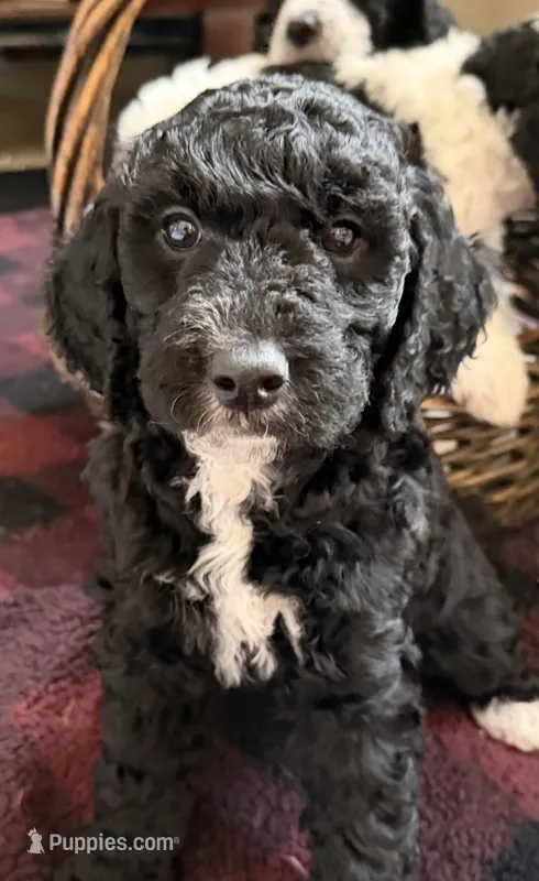 Nova – Goldendoodle puppy for sale in Spring Hill, FL
