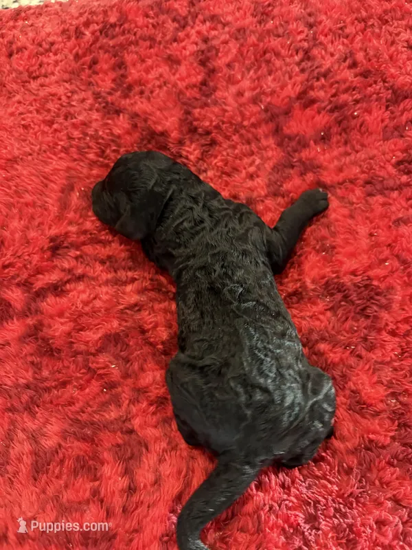 Nova – Goldendoodle puppy for sale in Spring Hill, FL