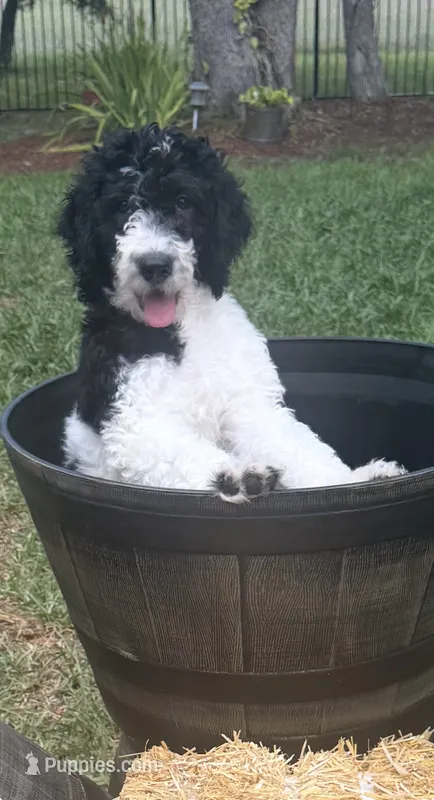 Charlie – Goldendoodle puppy for sale in Spring Hill, FL