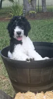 Charlie, a male Goldendoodle for sale in Spring Hill, FL – 1 of 6