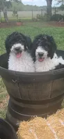 Charlie, a male Goldendoodle for sale in Spring Hill, FL – 6 of 6