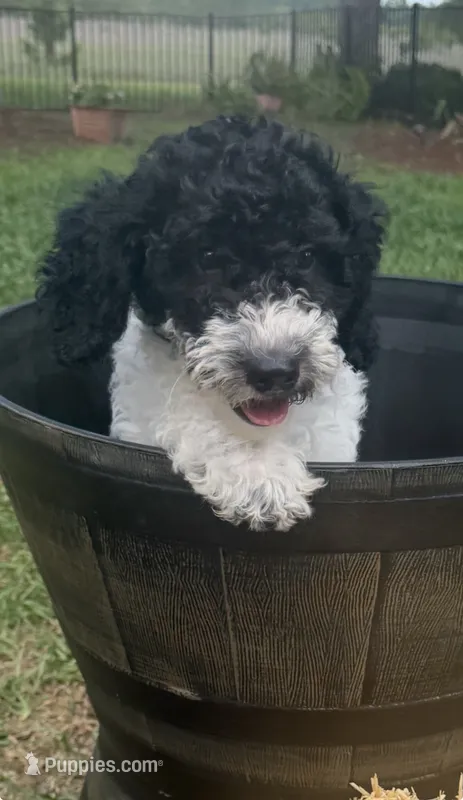 Daisy – Goldendoodle puppy for sale in Spring Hill, FL