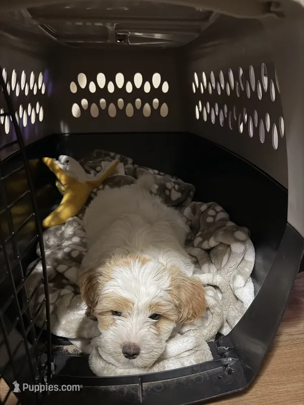 MILO – Maltipoo, Shih Tzu puppy for sale in Carson, CA