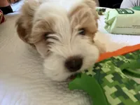 MILO, a male Maltipoo and Shih Tzu for sale in Carson, CA – 4 of 4
