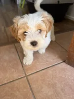 MILO, a male Maltipoo and Shih Tzu for sale in Carson, CA – 3 of 4