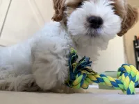 MILO, a male Maltipoo and Shih Tzu for sale in Carson, CA – 2 of 4