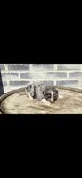 Stone, a male Miniature Aussiedoodle for sale in Grabill, IN – 6 of 7