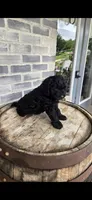 Midnight , a male Miniature Bernedoodle for sale in Grabill, IN – 4 of 7