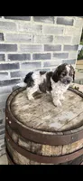 Snickers , a male Miniature Bernedoodle for sale in Grabill, IN – 9 of 10