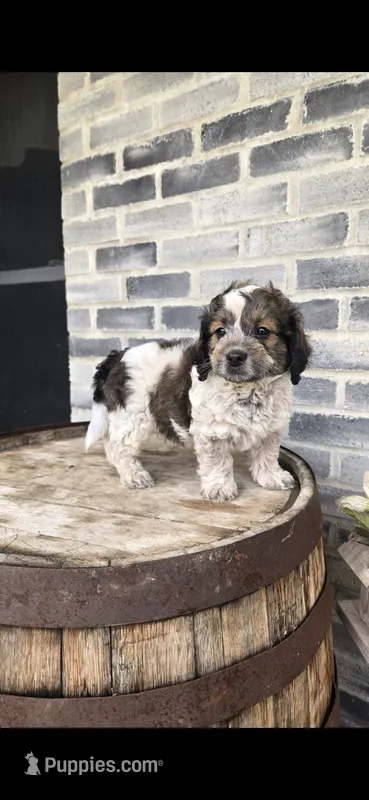 Snickers  – Miniature Bernedoodle puppy for sale in Grabill, IN
