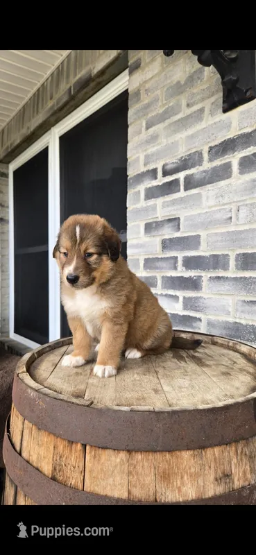 Duke, a male Collie for sale in Grabill, IN – Photo 1 of 9