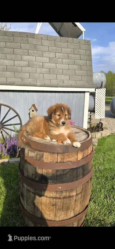 Duke – Collie puppy for sale in Grabill, IN