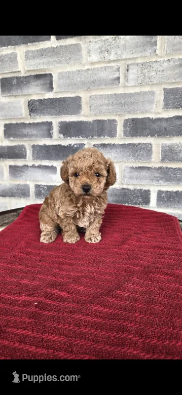 Bear – Poodle - Toy  puppy for sale in Grabill, IN