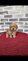 Bear, a male Poodle - Toy  for sale in Grabill, IN – 1 of 6