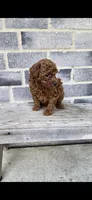Daisy, a female Poodle - Toy  for sale in Grabill, IN – Photo 3 of 10
