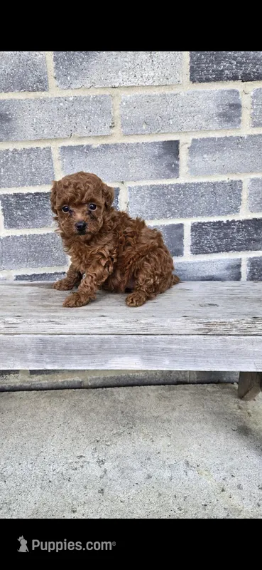 Daisy – Poodle - Toy  puppy for sale in Grabill, IN