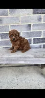 Daisy, a female Poodle - Toy  for sale in Grabill, IN – Photo 1 of 10