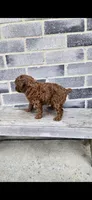 Daisy, a female Poodle - Toy  for sale in Grabill, IN – Photo 4 of 10