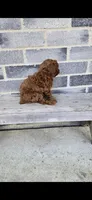 Daisy, a female Poodle - Toy  for sale in Grabill, IN – Photo 5 of 10